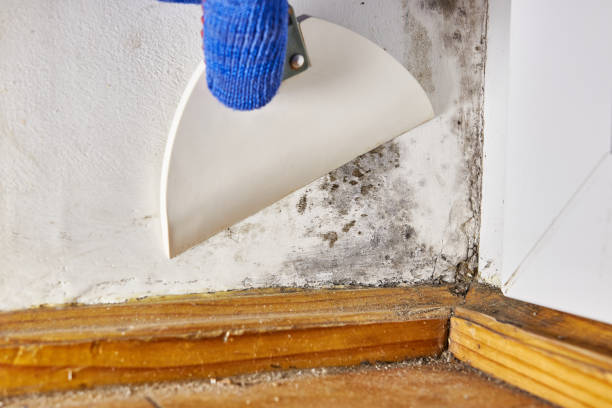 Mold Documentation for Insurance Claims in Watford City, ND